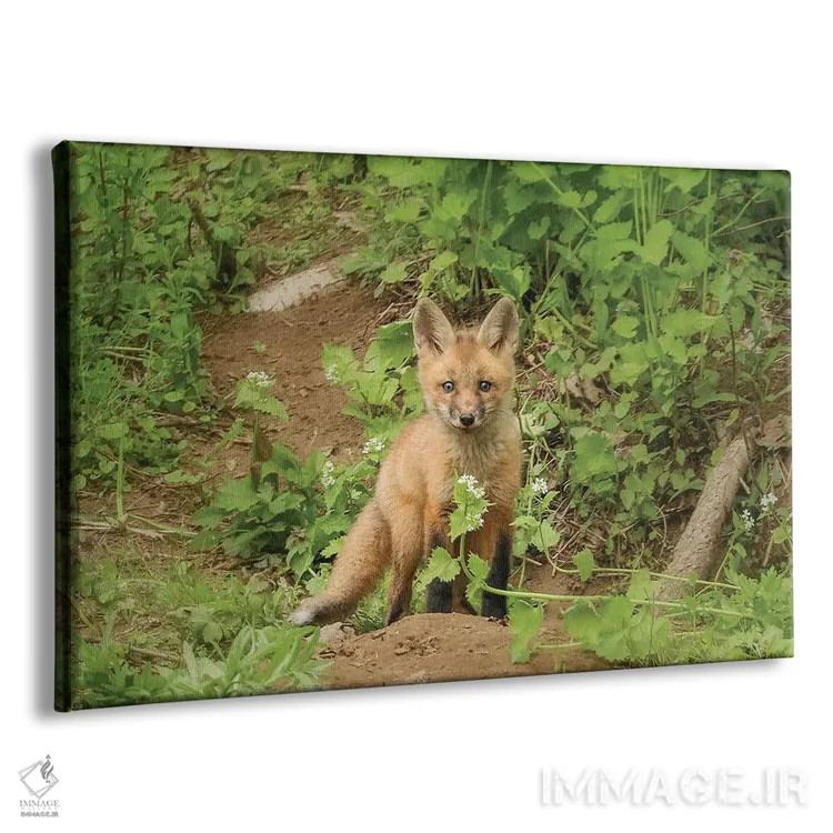 تابلو دکوراتیو روباه و گل اثر کری ان گریپو-پایک - نمای پرسپکتیو محصول