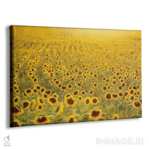 تابلو دکوراتیو دریای آفتابگردان ها اثر کری ان گریپو-پایک - نمای پرسپکتیو محصول