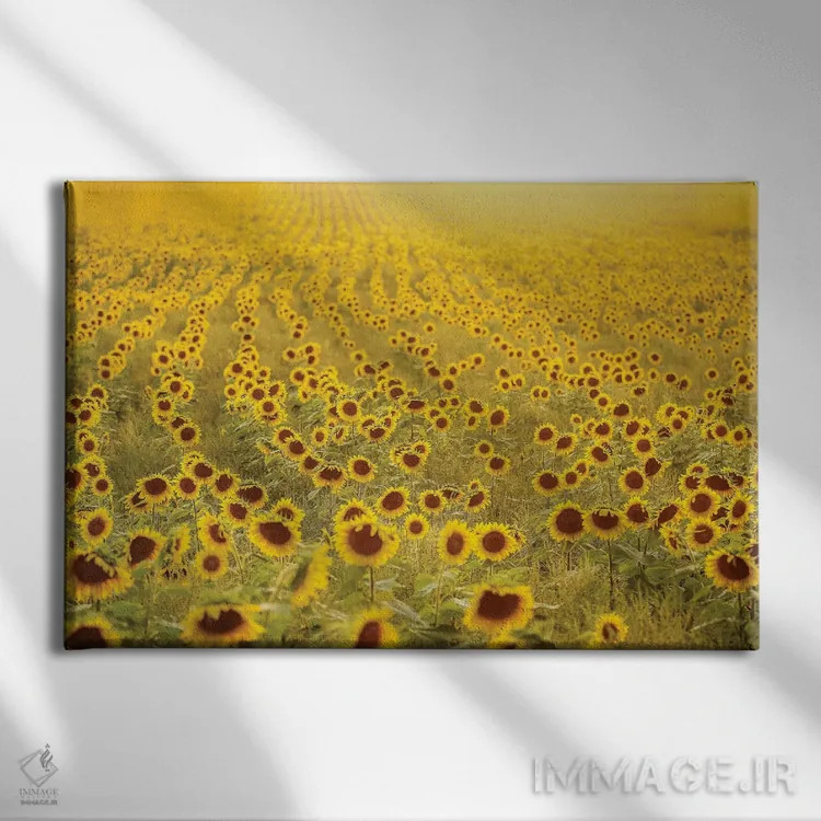 تابلو دکوراتیو دریای آفتابگردان ها اثر کری ان گریپو-پایک - نمای روبهرو روی دیوار