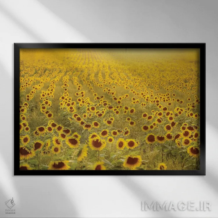 تابلو دکوراتیو دریای آفتابگردان ها اثر کری ان گریپو-پایک - نمای قابدار مشکی