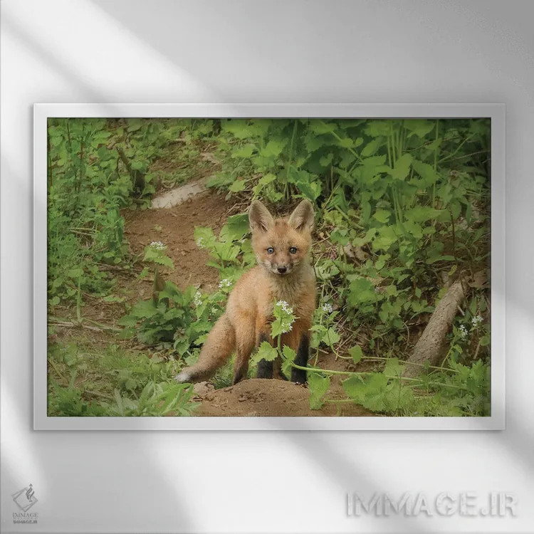 تابلو دکوراتیو روباه و گل اثر کری ان گریپو-پایک - نمای قابدار سفید