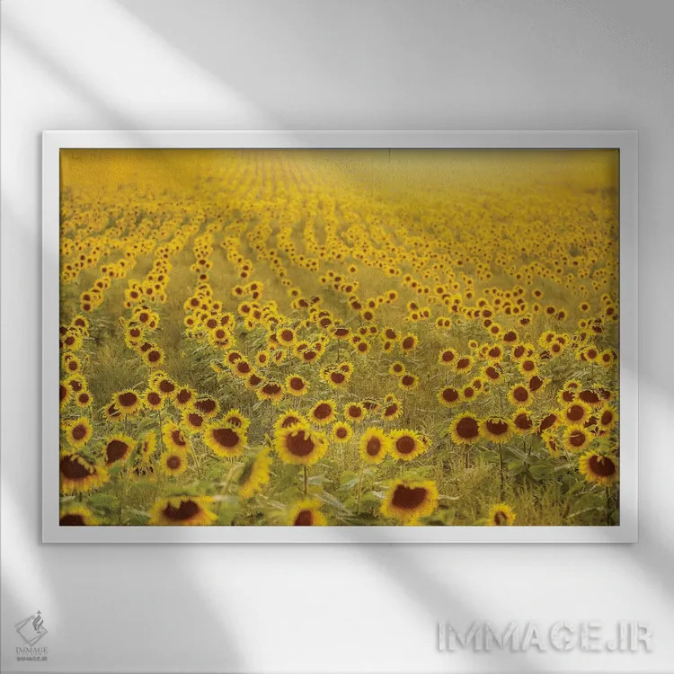 تابلو دکوراتیو دریای آفتابگردان ها اثر کری ان گریپو-پایک - نمای قابدار سفید