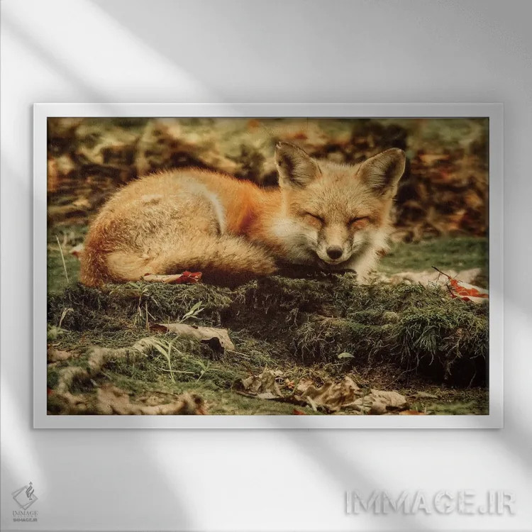 تابلو دکوراتیو زیبای خفته اثر کری ان گریپو-پایک - نمای قابدار سفید