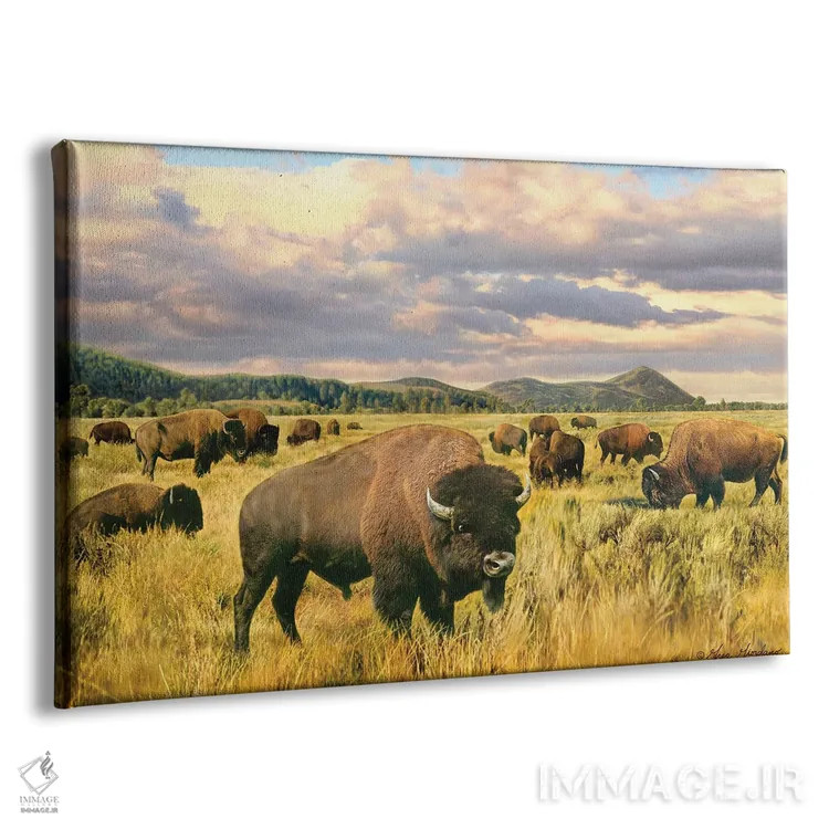 تابلو دکوراتیو بوفالو اثر گرگ جوردانو - نمای پرسپکتیو محصول