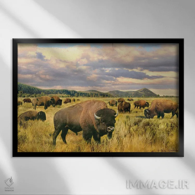 تابلو دکوراتیو بوفالو اثر گرگ جوردانو - نمای قابدار مشکی