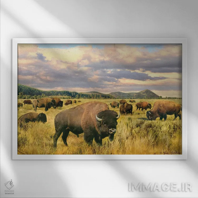 تابلو دکوراتیو بوفالو اثر گرگ جوردانو - نمای قابدار سفید