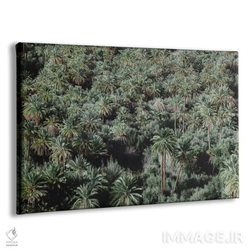 تابلو دکوراتیو درختان نخل، مراکش اثر لوک آنتونی گرم - نمای پرسپکتیو محصول