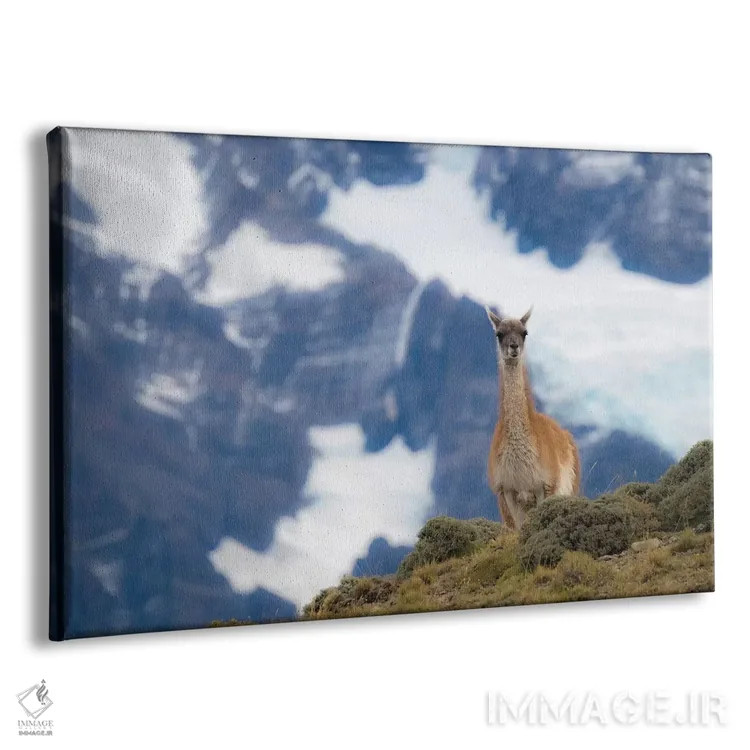 تابلو دکوراتیو Guanaco,شیلی، گواناکو اثر جورج تئودور - نمای پرسپکتیو محصول