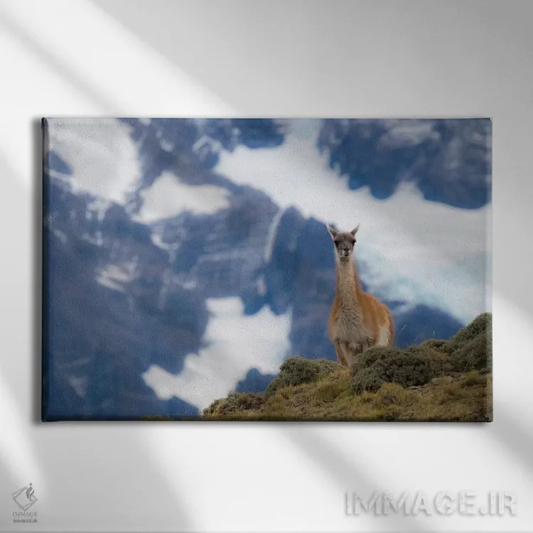 تابلو دکوراتیو Guanaco,شیلی، گواناکو اثر جورج تئودور - نمای روبهرو روی دیوار