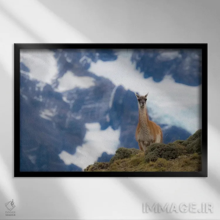 تابلو دکوراتیو Guanaco,شیلی، گواناکو اثر جورج تئودور - نمای قابدار مشکی
