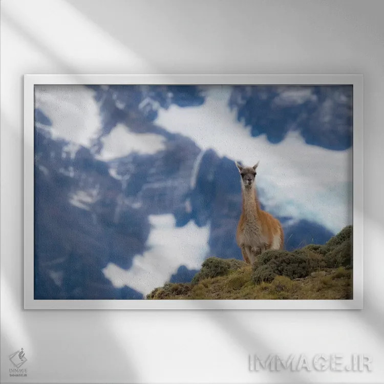 تابلو دکوراتیو Guanaco,شیلی، گواناکو اثر جورج تئودور - نمای قابدار سفید