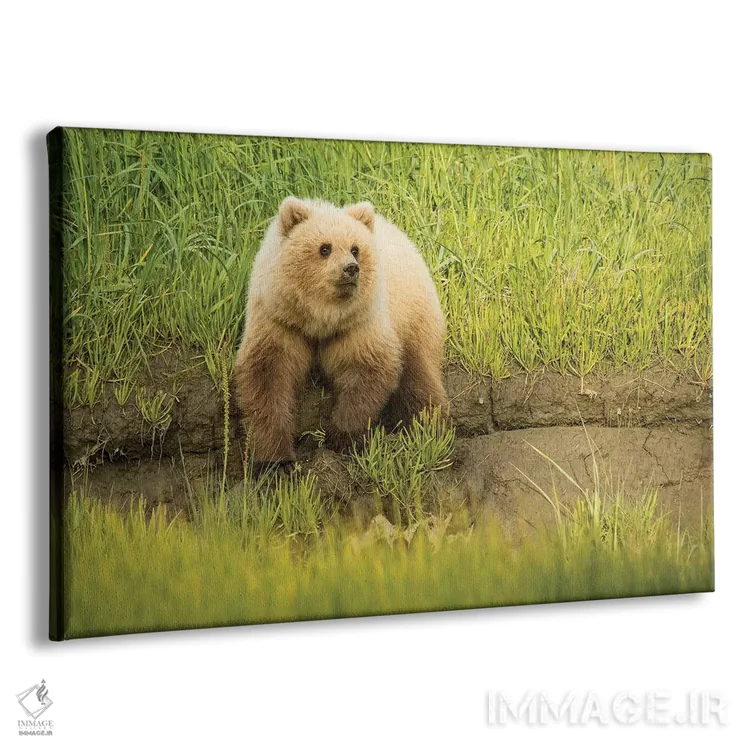 تابلو دکوراتیو Alaska, Grizzly Bear Cub,آمریکا، آلاسکا، توله خرس خاکستری اثر جورج تئودور - نمای پرسپکتیو محصول