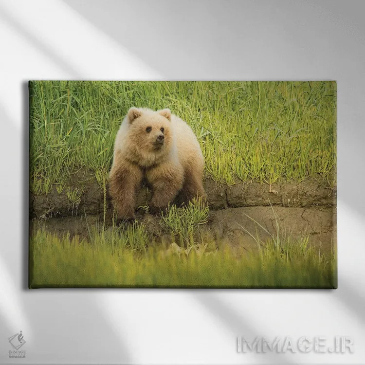 تابلو دکوراتیو Alaska, Grizzly Bear Cub,آمریکا، آلاسکا، توله خرس خاکستری اثر جورج تئودور - نمای روبهرو روی دیوار