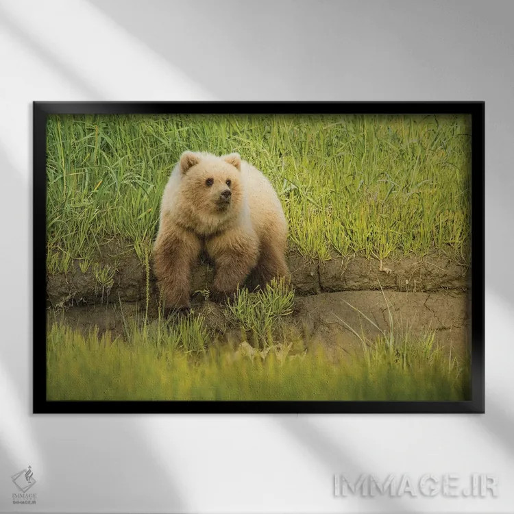 تابلو دکوراتیو Alaska, Grizzly Bear Cub,آمریکا، آلاسکا، توله خرس خاکستری اثر جورج تئودور - نمای قابدار مشکی