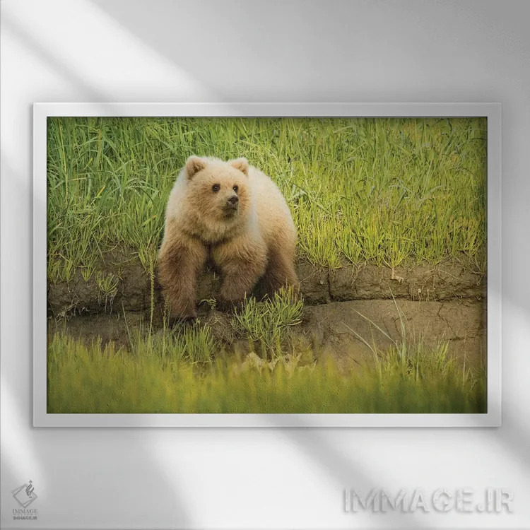 تابلو دکوراتیو Alaska, Grizzly Bear Cub,آمریکا، آلاسکا، توله خرس خاکستری اثر جورج تئودور - نمای قابدار سفید