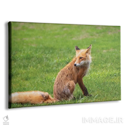 تابلو دکوراتیو Alaska, USA,روباه قرمز روی چمن، آلاسکا، آمریکا اثر جورج تئودور - نمای پرسپکتیو محصول