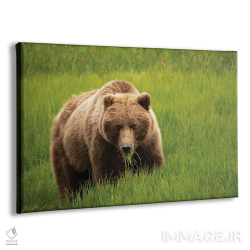 تابلو دکوراتیو Alaska, USA,خرس خاکستری در حال خوردن علف، آلاسکا، آمریکا اثر جورج تئودور - نمای پرسپکتیو محصول