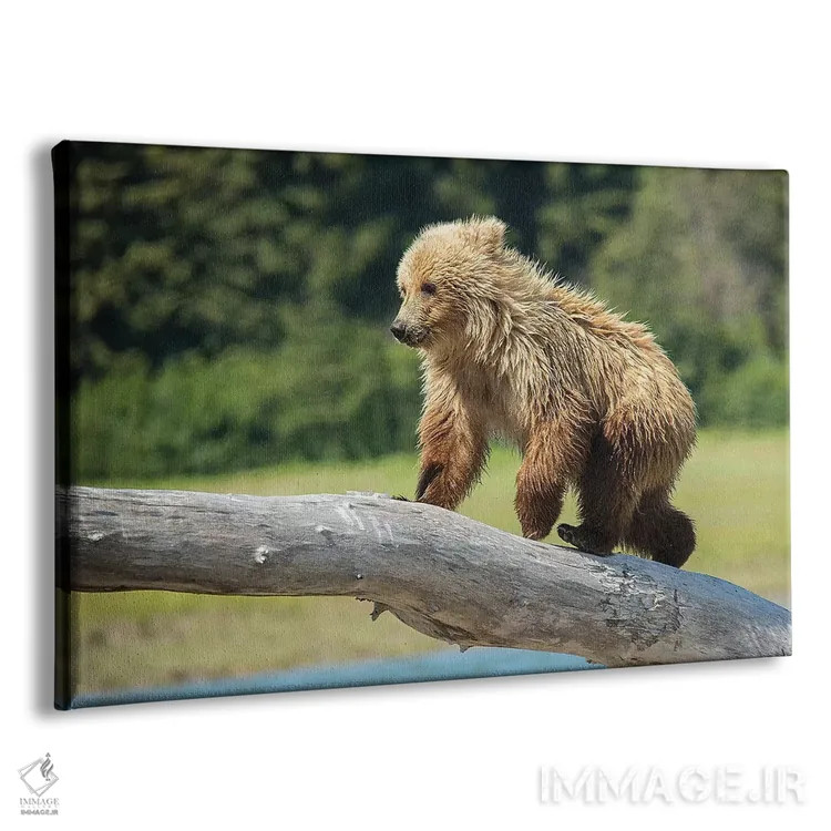 تابلو دکوراتیو USA, Alaska,توله خرس خاکستری، آمریکا، آلاسکا اثر جورج تئودور - نمای پرسپکتیو محصول