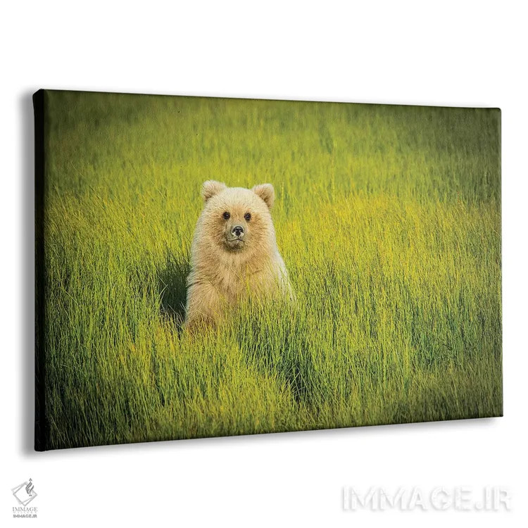تابلو دکوراتیو USA, Alaska,توله خرس خاکستری، آمریکا، آلاسکا اثر جورج تئودور - نمای پرسپکتیو محصول