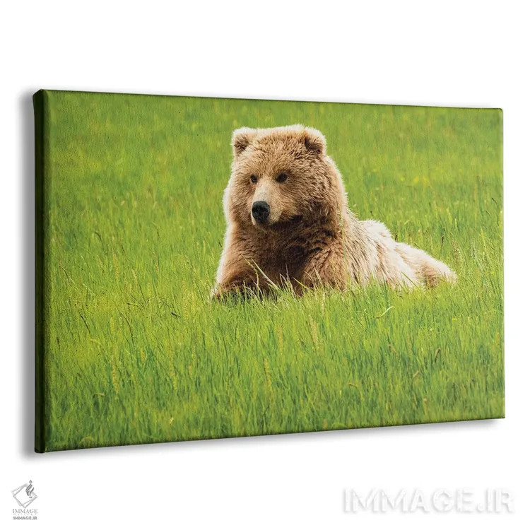 تابلو دکوراتیو Alaska, USA,خرس خاکستری روی چمن، آلاسکا، آمریکا اثر جورج تئودور - نمای پرسپکتیو محصول