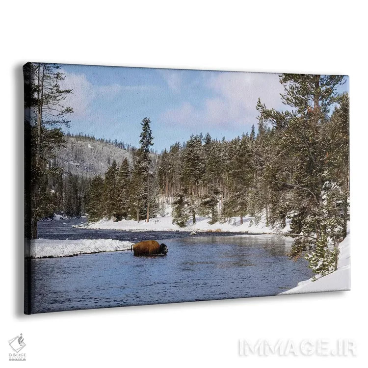 تابلو دکوراتیو bison crossing river in winter,پارک ملی یلواستون، بوفالو در… اثر جورج تئودور - نمای پرسپکتیو محصول