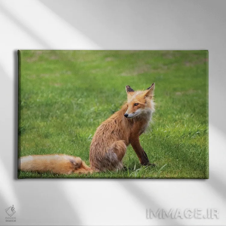 تابلو دکوراتیو Alaska, USA,روباه قرمز روی چمن، آلاسکا، آمریکا اثر جورج تئودور - نمای روبهرو روی دیوار