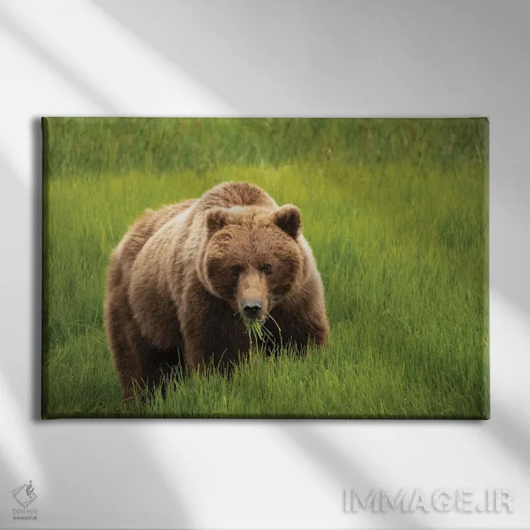 تابلو دکوراتیو Alaska, USA,خرس خاکستری در حال خوردن علف، آلاسکا، آمریکا اثر جورج تئودور - نمای روبهرو روی دیوار