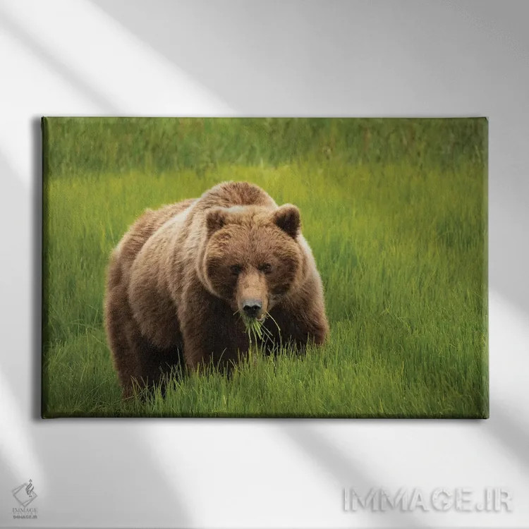 تابلو دکوراتیو Alaska, USA,خرس خاکستری در حال خوردن علف، آلاسکا، آمریکا اثر جورج تئودور - نمای روبهرو روی دیوار