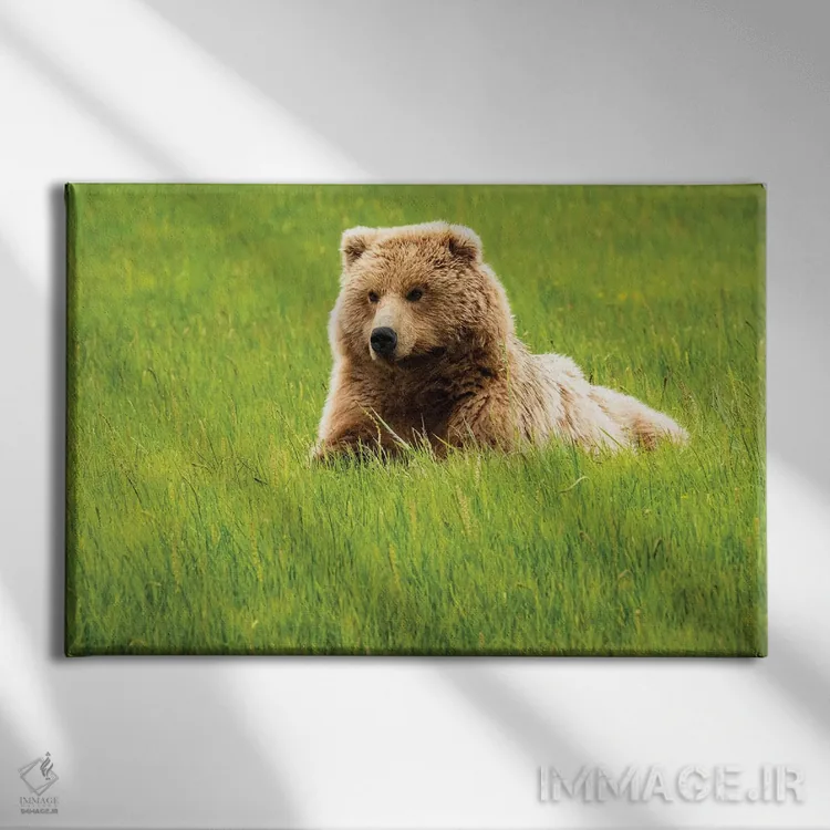 تابلو دکوراتیو Alaska, USA,خرس خاکستری روی چمن، آلاسکا، آمریکا اثر جورج تئودور - نمای روبهرو روی دیوار