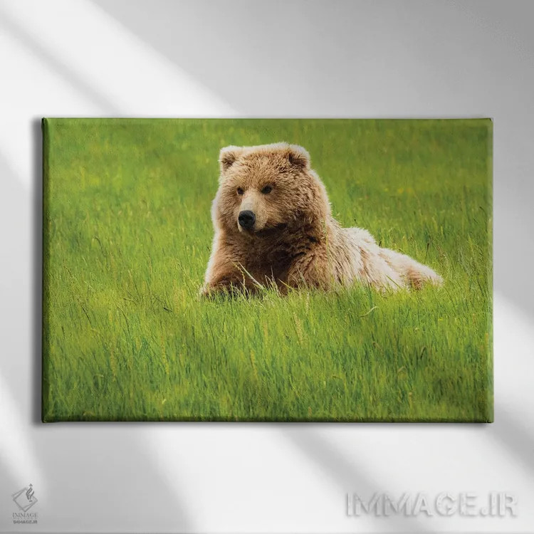 تابلو دکوراتیو Alaska, USA,خرس خاکستری روی چمن، آلاسکا، آمریکا اثر جورج تئودور - نمای روبهرو روی دیوار
