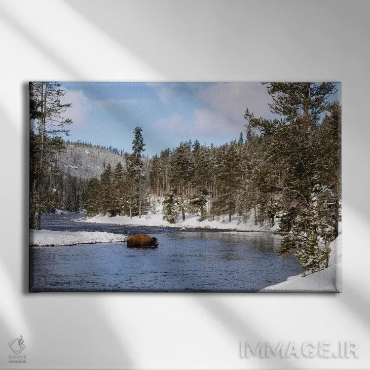 تابلو دکوراتیو bison crossing river in winter,پارک ملی یلواستون، بوفالو در… اثر جورج تئودور - نمای روبهرو روی دیوار