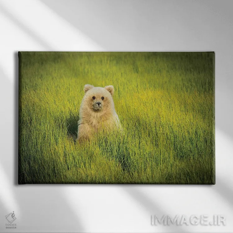 تابلو دکوراتیو USA, Alaska,توله خرس خاکستری، آمریکا، آلاسکا اثر جورج تئودور - نمای روبهرو روی دیوار
