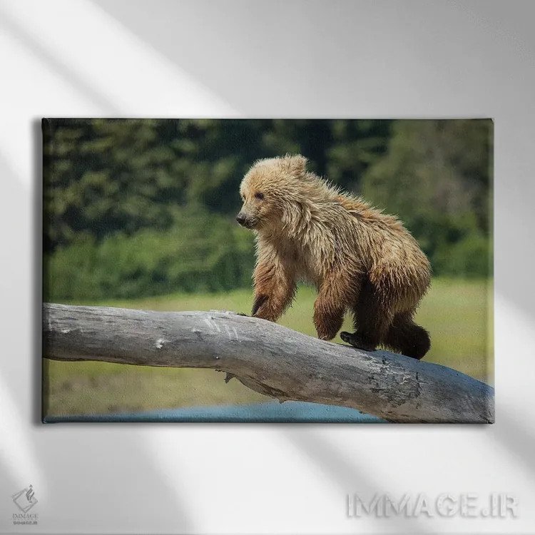 تابلو دکوراتیو USA, Alaska,توله خرس خاکستری، آمریکا، آلاسکا اثر جورج تئودور - نمای روبهرو روی دیوار