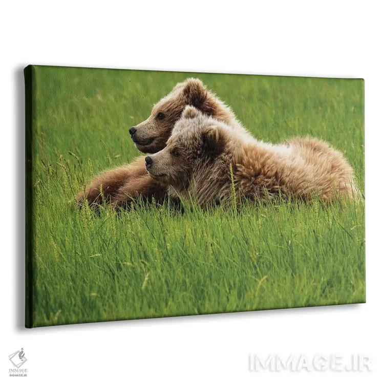 تابلو دکوراتیو Alaska, USA,دو خرس خاکستری روی چمن، آلاسکا، آمریکا اثر جورج تئودور - نمای پرسپکتیو محصول