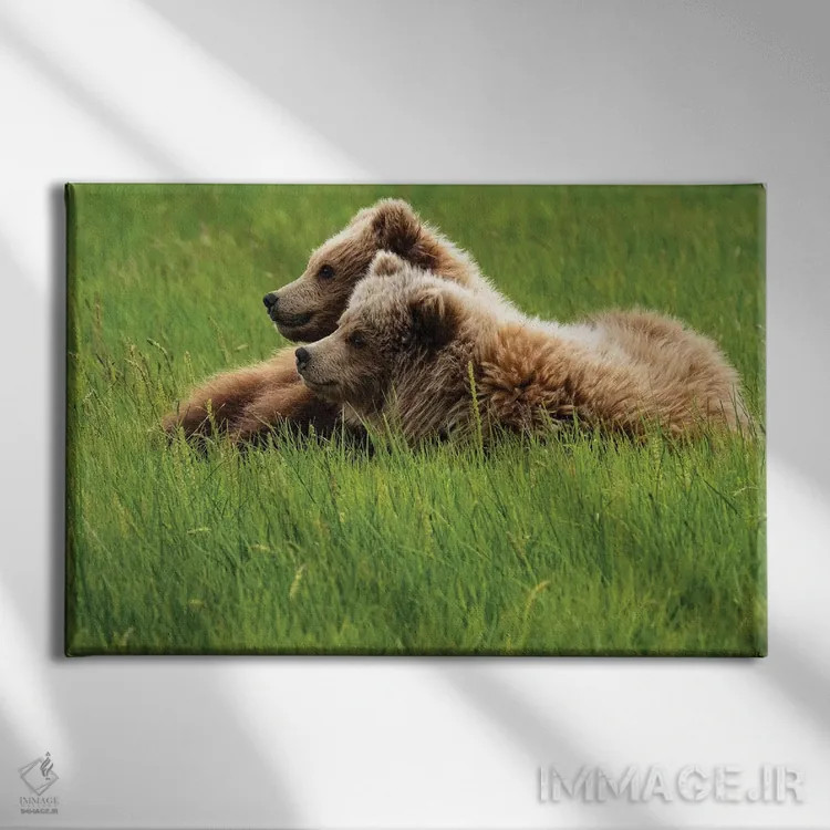 تابلو دکوراتیو Alaska, USA,دو خرس خاکستری روی چمن، آلاسکا، آمریکا اثر جورج تئودور - نمای روبهرو روی دیوار