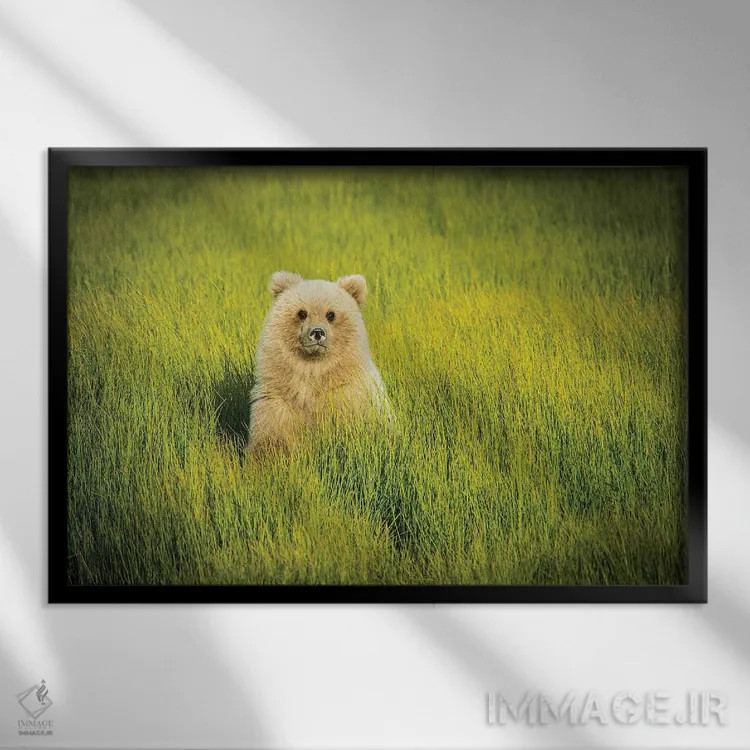 تابلو دکوراتیو USA, Alaska,توله خرس خاکستری، آمریکا، آلاسکا اثر جورج تئودور - نمای قابدار مشکی