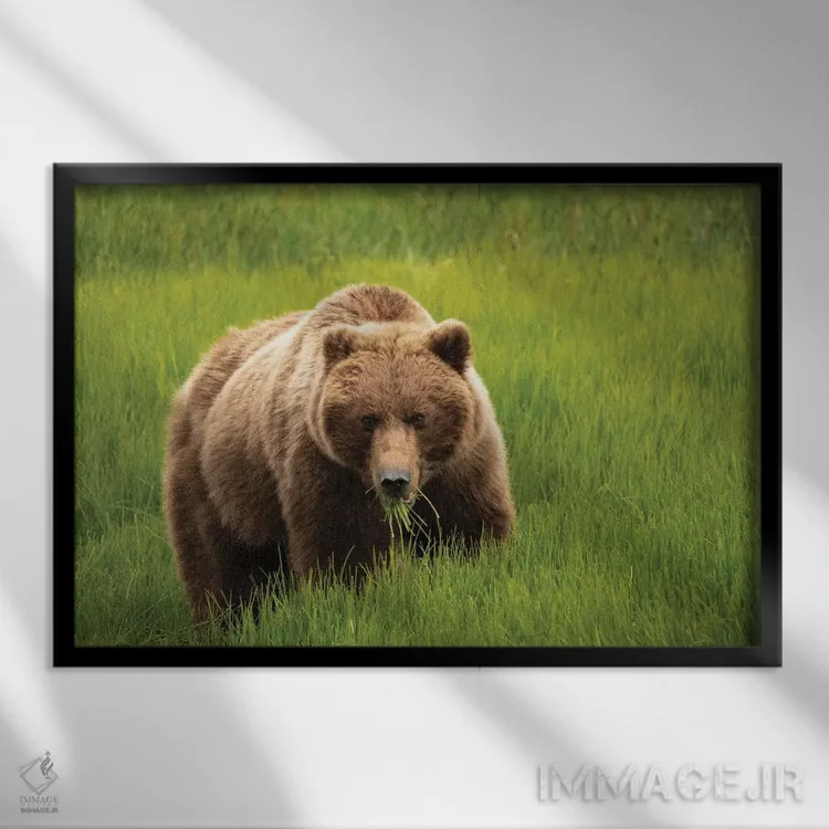 تابلو دکوراتیو Alaska, USA,خرس خاکستری در حال خوردن علف، آلاسکا، آمریکا اثر جورج تئودور - نمای قابدار مشکی