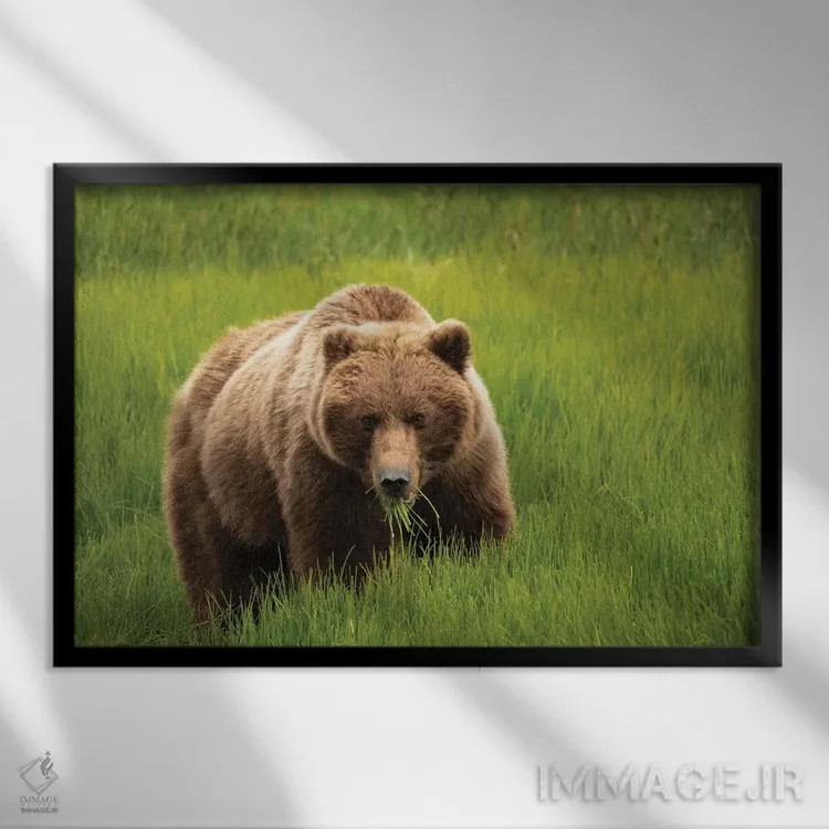 تابلو دکوراتیو Alaska, USA,خرس خاکستری در حال خوردن علف، آلاسکا، آمریکا اثر جورج تئودور - نمای قابدار مشکی