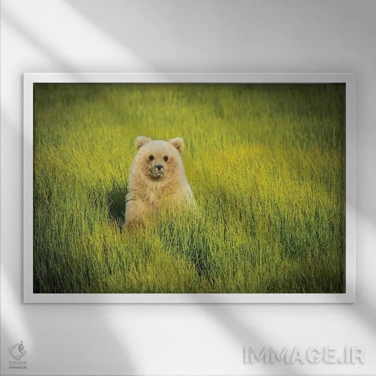 تابلو دکوراتیو USA, Alaska,توله خرس خاکستری، آمریکا، آلاسکا اثر جورج تئودور - نمای قابدار سفید