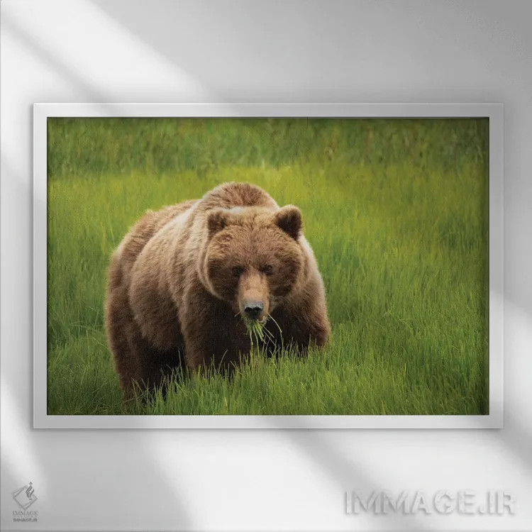 تابلو دکوراتیو Alaska, USA,خرس خاکستری در حال خوردن علف، آلاسکا، آمریکا اثر جورج تئودور - نمای قابدار سفید