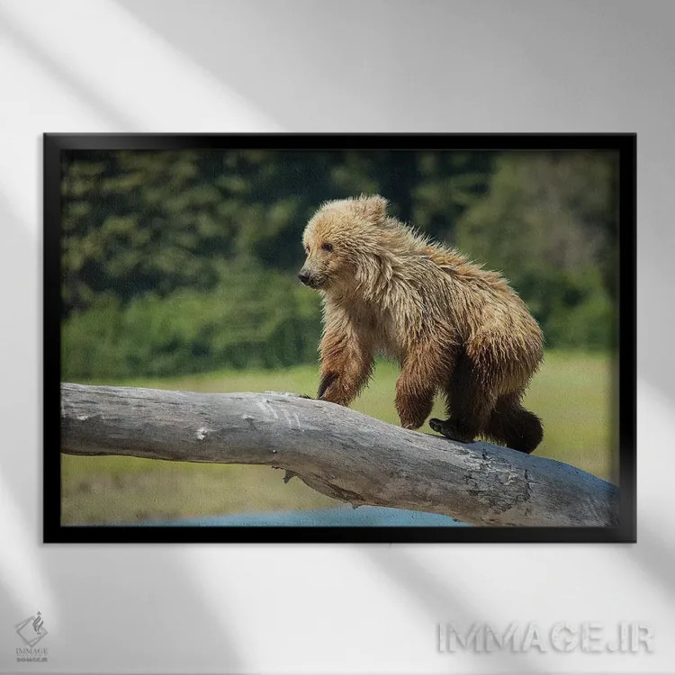 تابلو دکوراتیو USA, Alaska,توله خرس خاکستری، آمریکا، آلاسکا اثر جورج تئودور - نمای قابدار مشکی