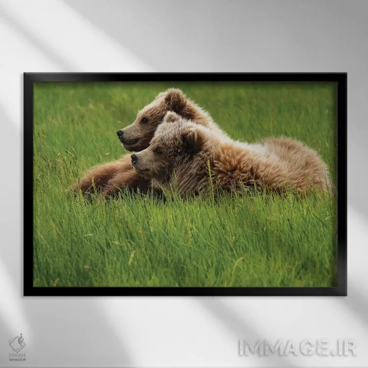 تابلو دکوراتیو Alaska, USA,دو خرس خاکستری روی چمن، آلاسکا، آمریکا اثر جورج تئودور - نمای قابدار مشکی