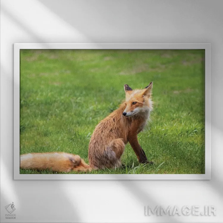 تابلو دکوراتیو Alaska, USA,روباه قرمز روی چمن، آلاسکا، آمریکا اثر جورج تئودور - نمای قابدار سفید