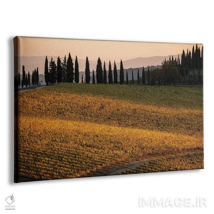 تابلو دکوراتیو Tuscany, Vineyard, Late Light,ایتالیا، توسکانی، تاکستان، نو… اثر جورج تئودور - نمای پرسپکتیو محصول