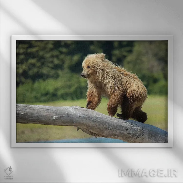 تابلو دکوراتیو USA, Alaska,توله خرس خاکستری، آمریکا، آلاسکا اثر جورج تئودور - نمای قابدار سفید