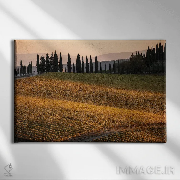 تابلو دکوراتیو Tuscany, Vineyard, Late Light,ایتالیا، توسکانی، تاکستان، نو… اثر جورج تئودور - نمای روبهرو روی دیوار