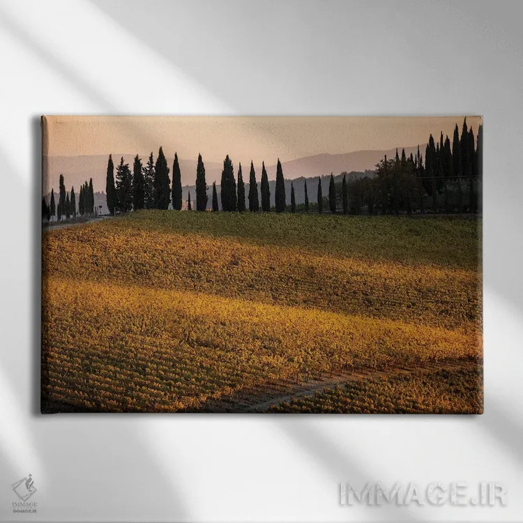 تابلو دکوراتیو Tuscany, Vineyard, Late Light,ایتالیا، توسکانی، تاکستان، نو… اثر جورج تئودور - نمای روبهرو روی دیوار