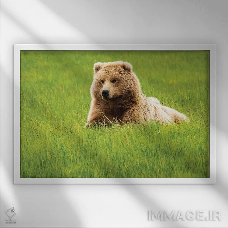 تابلو دکوراتیو Alaska, USA,خرس خاکستری روی چمن، آلاسکا، آمریکا اثر جورج تئودور - نمای قابدار سفید
