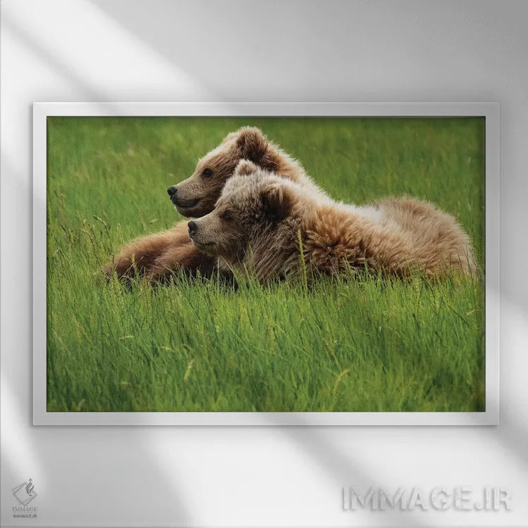 تابلو دکوراتیو Alaska, USA,دو خرس خاکستری روی چمن، آلاسکا، آمریکا اثر جورج تئودور - نمای قابدار سفید