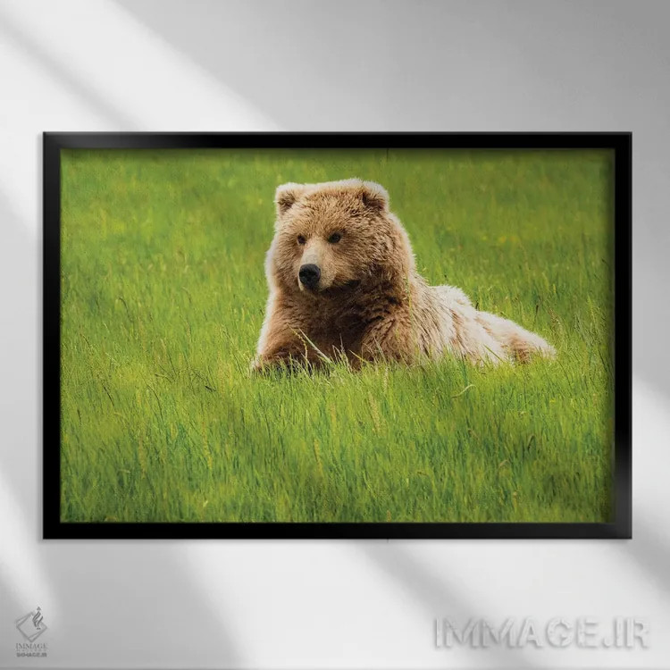 تابلو دکوراتیو Alaska, USA,خرس خاکستری روی چمن، آلاسکا، آمریکا اثر جورج تئودور - نمای قابدار مشکی